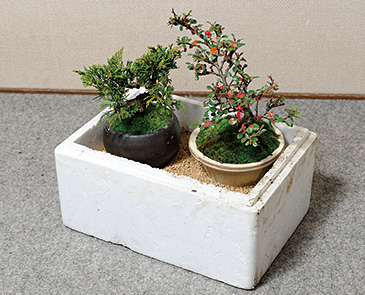 ベランダなどで育てる場合、濡らした砂を入れた箱で管理する方法も。受け皿の水を鉢の底から吸わせることを「腰水」という。