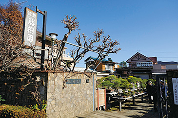 浜野園主の盆栽園「藤樹園」(埼玉県さいたま市北区盆栽町247)