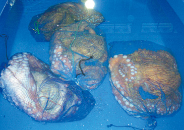 洋野町で水揚げされ、低温管理された活ダコ。