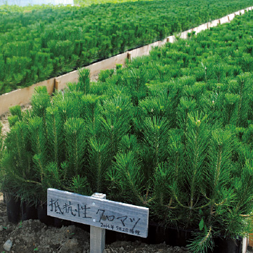 農家の技術を活かして健全な苗が育っている。