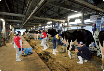 カウコンフォート(乳牛の快適性)に気を配り、乳生産の向上を図っている。