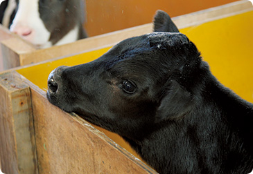 カウコンフォート(乳牛の快適性)に気を配り、乳生産の向上を図っている。