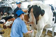 学校で生産された牛乳から作った乳製品が充実