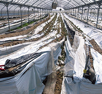 被災したハウス、および倒伏したいちご高設栽培システム