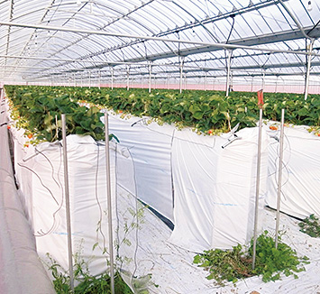 被災農業者向け経営体育成支援事業を活用した復旧後