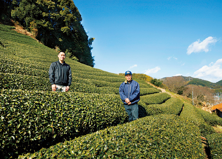 丸高農園の高橋一彰さんと先代の達次さん。約2ヘクタールの茶園で年間4トンの茶葉を生産する。やぶきた品種が全体の9割以上を占める静岡県内において、丸高農園ではやぶきた以外の特色ある品種が約4割を占める。