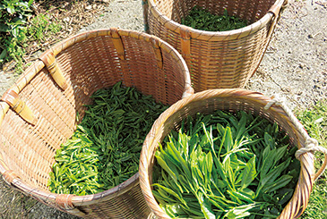 4月の新茶の摘み取り風景。「自然仕立て」の茶園は近隣の人たち7~8人に手伝ってもらい、手で摘んでいく。