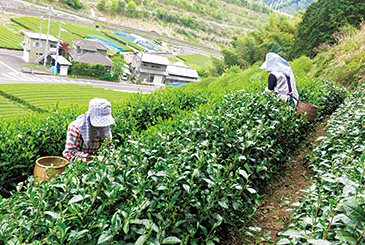 4月の新茶の摘み取り風景。「自然仕立て」の茶園は近隣の人たち7~8人に手伝ってもらい、手で摘んでいく。