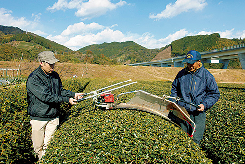 「化粧ナラシ」の作業の様子。摘み取りを機械で行う際、古い葉が入らないよう新芽が芽生く前に摘採面をなだらかにする。