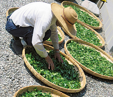 茶の香りを追求する際、台湾の技術も参考にした。台湾製の籠(かご)で天日に干した後、香りを高める萎凋作業を行う。