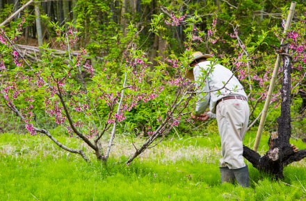 3月～4月ごろに摘蕾を行い、5月ごろには摘果、袋がけの作業を行う。収穫可能な期間は6月中旬～7月下旬。