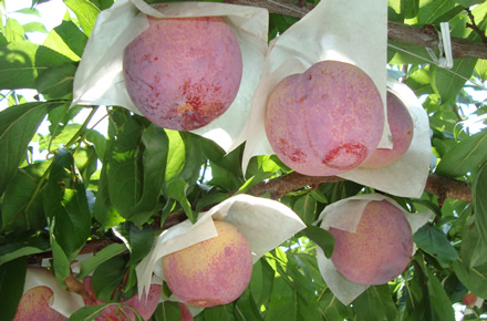 貴陽の収穫は例年7月下旬