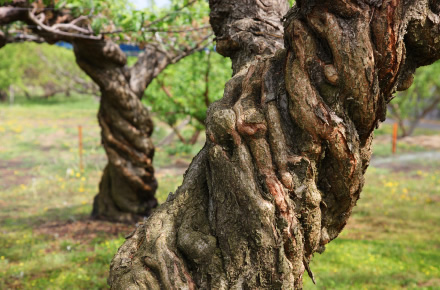 一般的なプラムよりも太い貴陽の木は、左回りに渦を巻くのが特徴