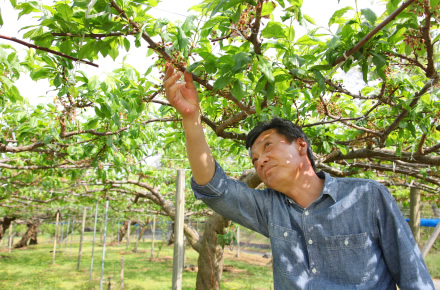 5月上旬から2～3回、摘果（てきか）を行い、実の数を調整していく