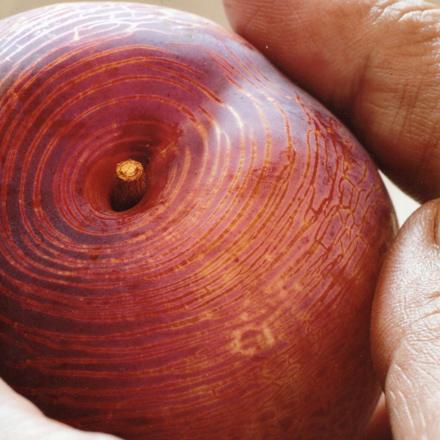 枝側にできる輪紋がはっきり出ている実がおいしいとのこと