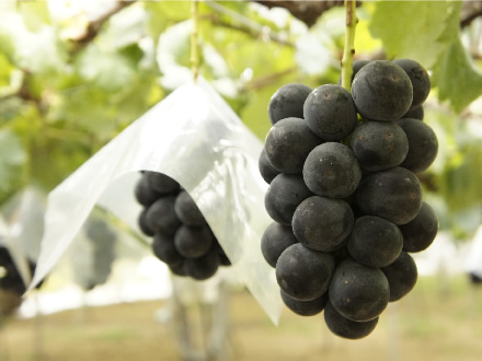 巨峰は商標名で、正式な品種名は石原センテニアル。提供／JA松本ハイランド