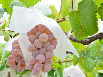 皮と実が離れやすくて食べやすい甲州