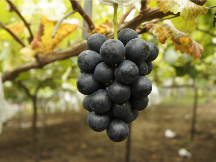 長野県果樹試験場で育成されたナガノパープル。提供／JA松本ハイランド