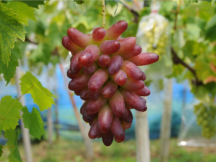 マニキュアフィンガー