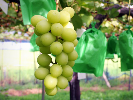 ロザリオビアンコ