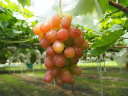 赤嶺（せきれい）