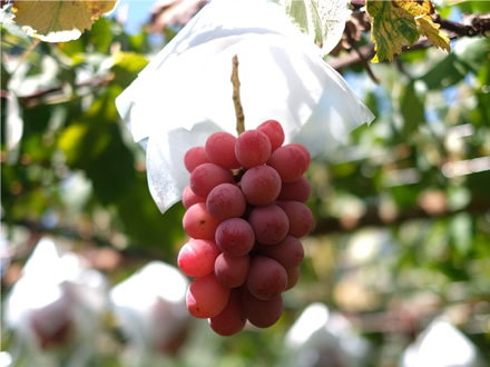 茜（あかね）は秀典さんの祖父、初代の金之助さんが育種した。
