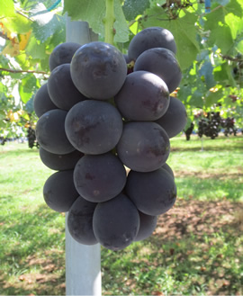 グロースクローネ 写真提供／農研機構