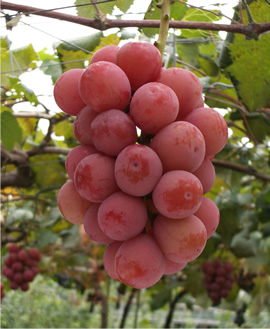 クイーンニーナ 写真提供／農研機構