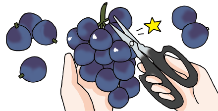 ぶどうの保存法