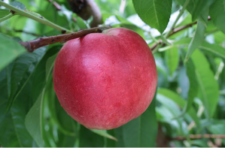 ネクタリン 写真提供／長野県果樹試験場育種部