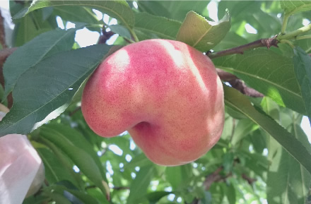 蟠桃（ばんとう）