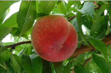 甲斐トウ果17 写真提供：山梨県果樹試験場