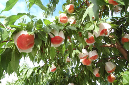 主な栽培品種ははつひめ、あかつき、まどか、川中島白桃、かぐや、黄金桃、黄貴妃、さくら白桃、桃水など。希少品種も多い。