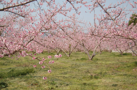 ももは、桜が咲く前の3～4月ごろにきれいなピンクや白、赤などの花を咲かせ、ひと足早く春の訪れを感じることができる。