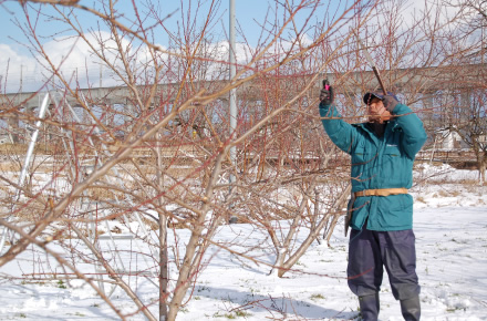 成木になるまでの期間、5～6年は“木の体作り”。病害虫の駆除や草刈などを行い、力強く枝が伸びるようにコントロールする。