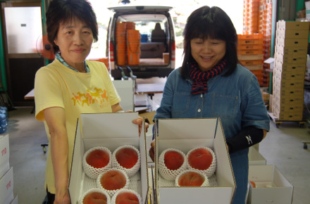 インターネットの産地直送もあり、数量限定の希少品種はすぐに完売してしまうほど人気となっている