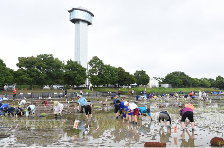 2001年に開館した「古代蓮の里公園」の展望室
