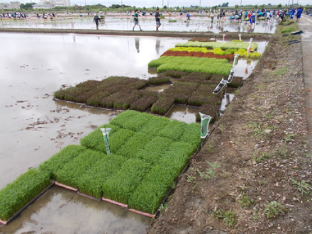 田んぼアートには「彩のかがやき」（緑色）、「赤もち」（赤色）など7品種が使われる。