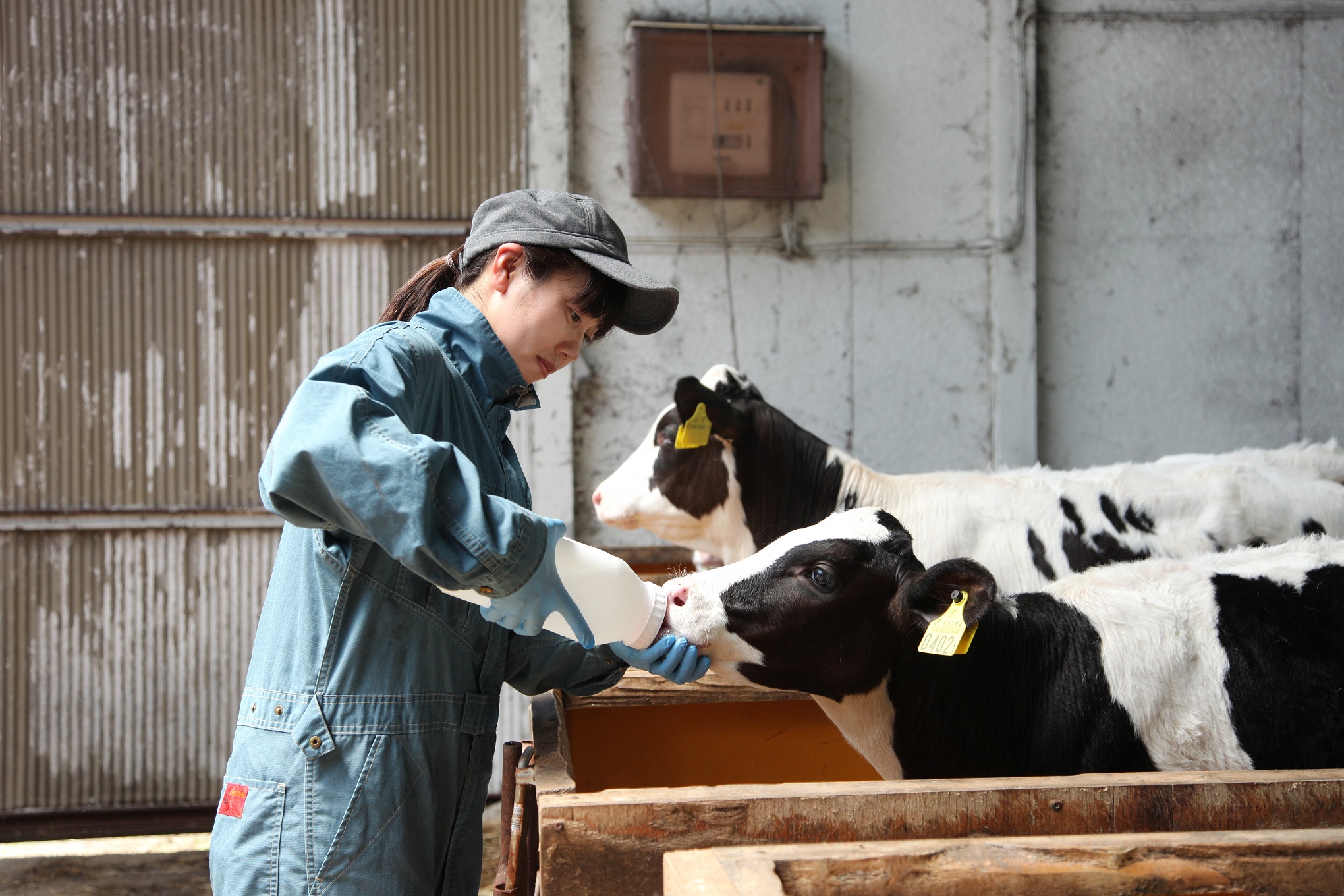 子牛にミルクを与える季子さん。「酪農は毎日の仕事にバリエーションがあって楽しい」と言う。