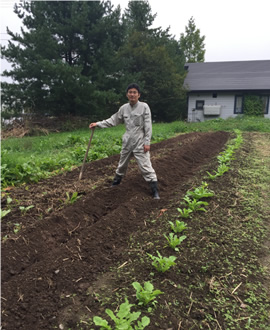 家庭菜園では、さまざまな野菜を栽培している。