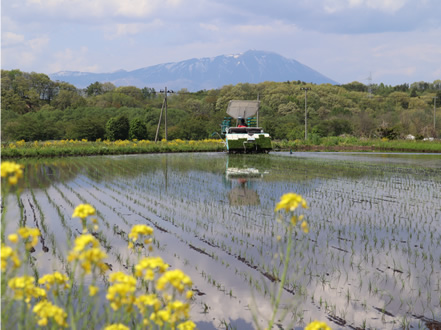 岩手山を望む水田で田植え機を運転する。１年前に大型特殊免許を取得したばかり。