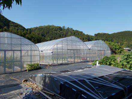 ハウス7棟、畑約70アールを鯨岡さんひとりで管理。春はコマツナやホウレンソウ、チンゲンサイ、夏は大玉トマト、冬はミズナやシュンギクを収穫。パプリカは夏から12月初旬が収穫期。