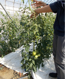 大玉トマトの収穫期は6月中旬から8月上旬。農薬を使わない有機農業では、ハウス内に虫を入れないようにすることが鉄則。