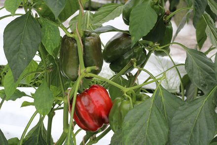 トマトと同じく有機農業では難しいとされているパプリカも栽培。