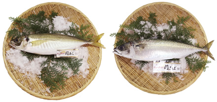 金色味を帯びている「関あじ」