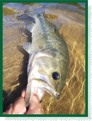 兵庫にいるころから続けていたバス釣りを大分でも楽しんでます。