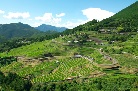 日本の棚田百選にも選ばれた、国内最大級の棚田「丸山千枚田」。