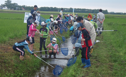 水田の用水路で生き物調査をしている様子。