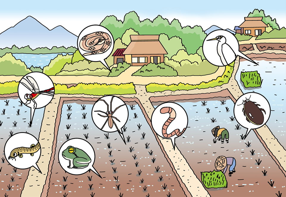 特集２ 農業のめぐみ