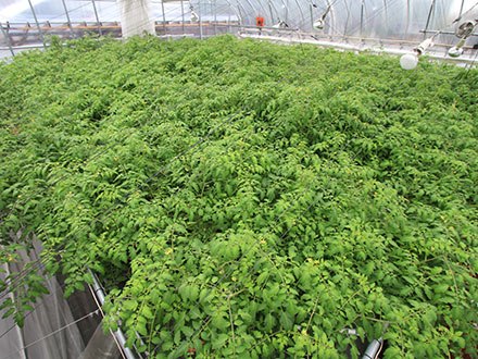 「とまとの森」を上から見た様子。この枝葉の広がった面積がギネス世界記録。